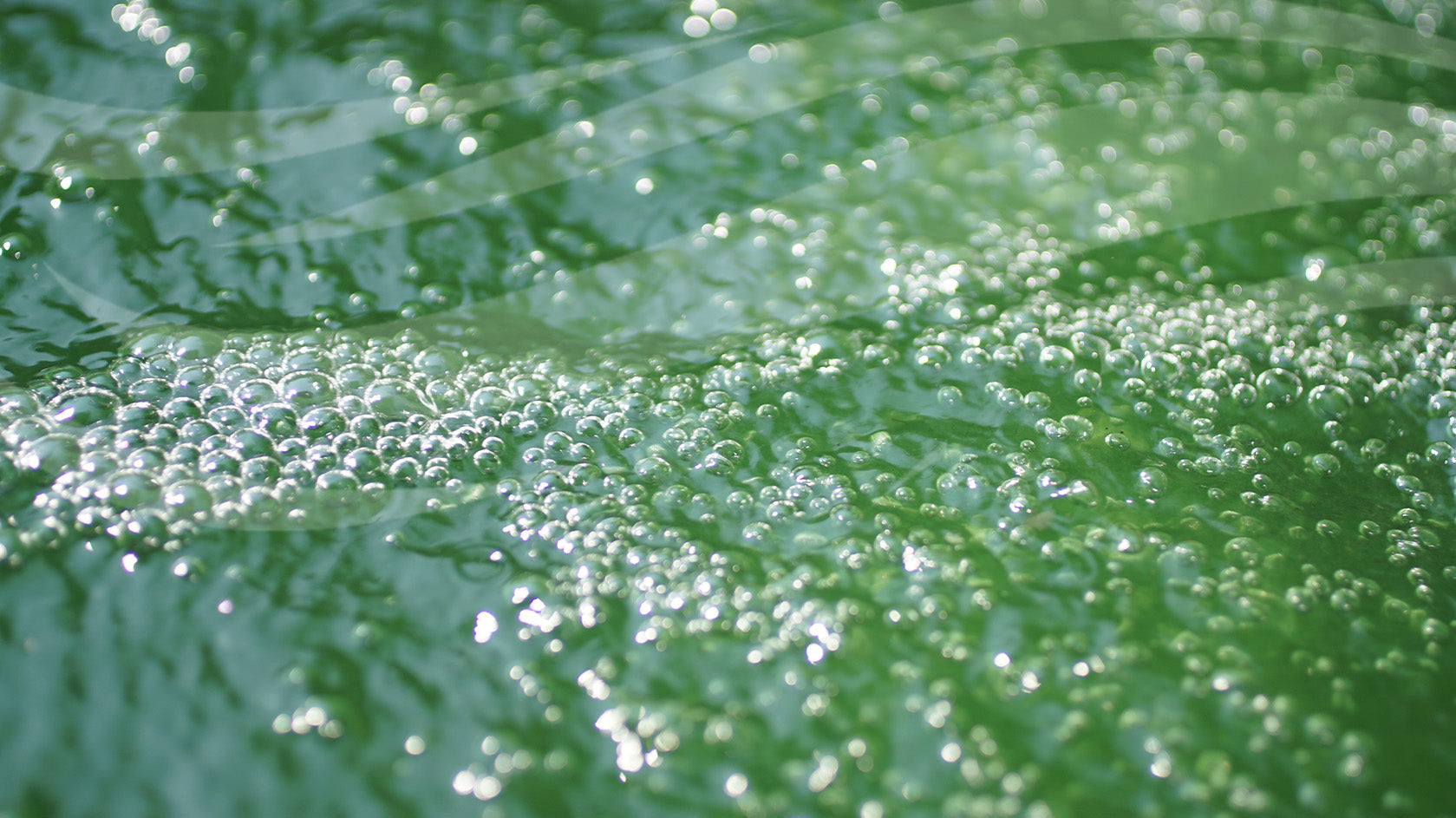 How to Spot and Prevent Algae Blooms as Temperatures Drop and the Clocks Go Back