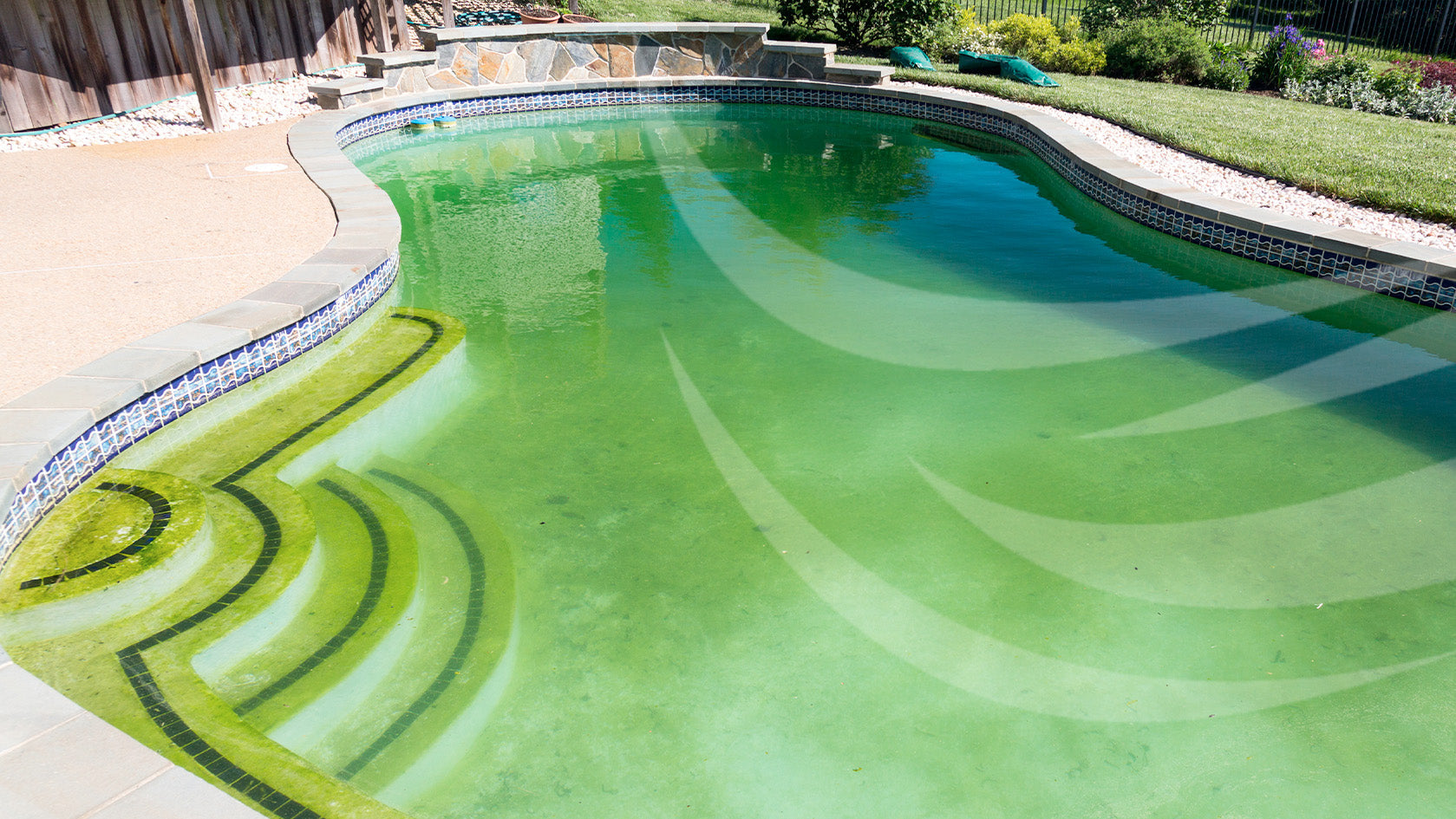 Why is there Algae in My Pool? (And Why You Shouldn’t Panic)