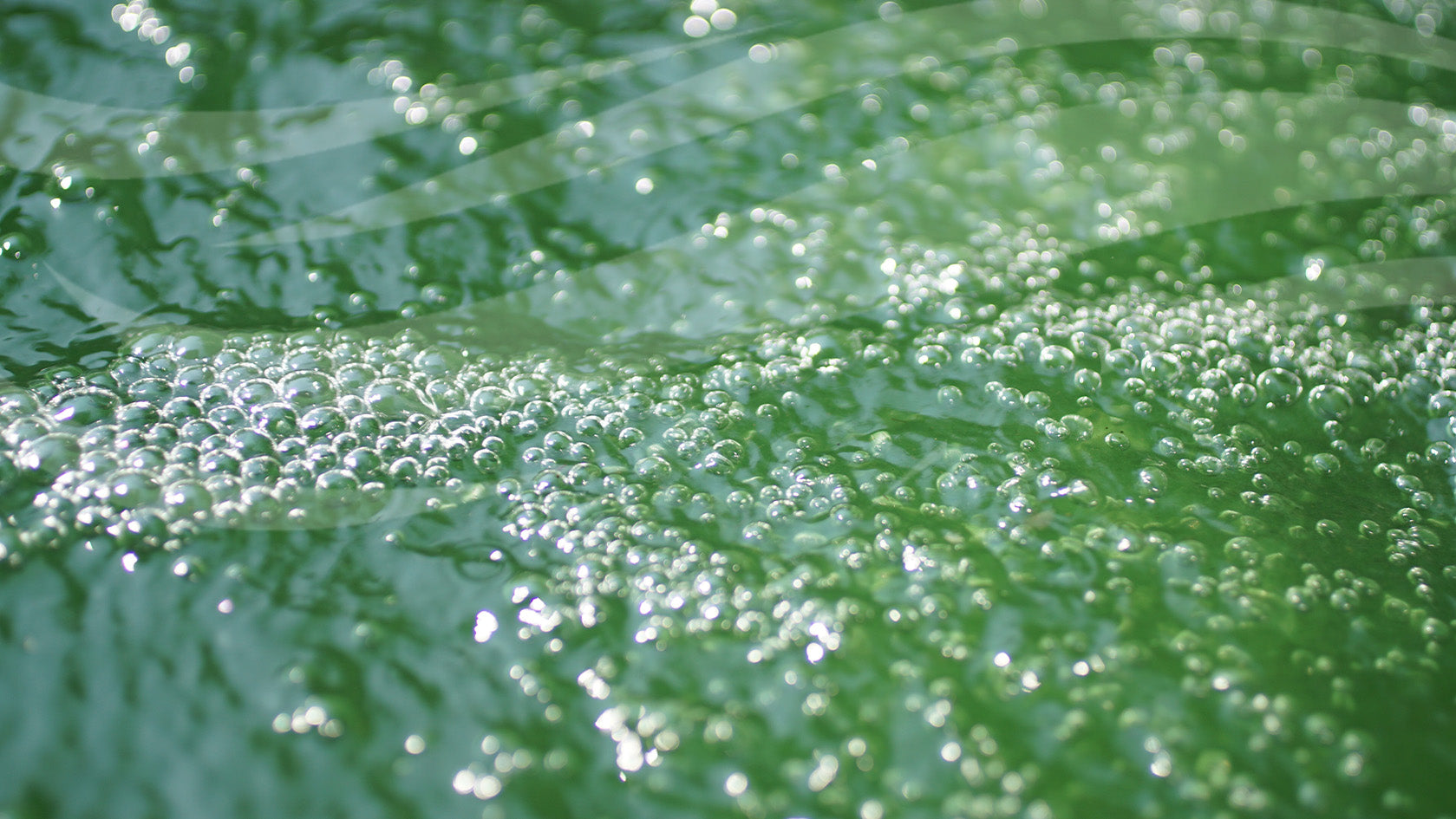 How to Spot and Prevent Algae Blooms as Temperatures Drop and the Clocks Go Back