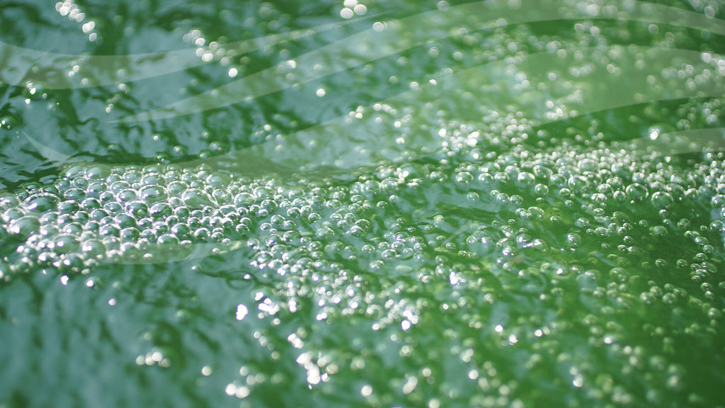 How to Spot and Prevent Algae Blooms as Temperatures Drop and the Clocks Go Back